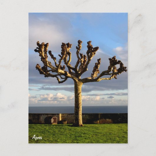 アゾレスの絵葉書 - 神の母の聖堂 ポストカード (正面)