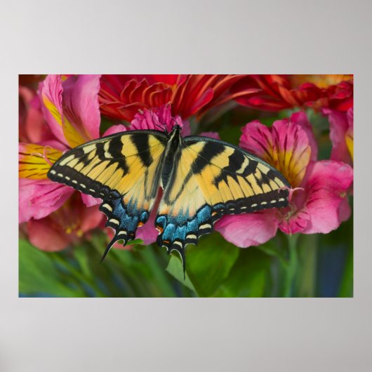 アタイガーアゲハチョウ蝶 ポスター (正面)
