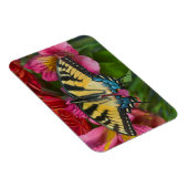 アタイガーアゲハチョウ蝶 マグネット (右側)