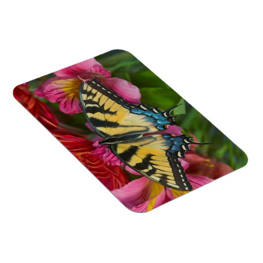 アタイガーアゲハチョウ蝶 マグネット (右側)