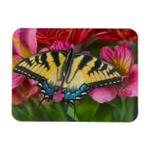 アタイガーアゲハチョウ蝶 マグネット (横)