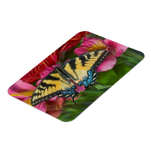 アタイガーアゲハチョウ蝶 マグネット (左側)