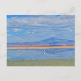 アタカマ砂漠フラミンゴチリ葉書 ポストカード