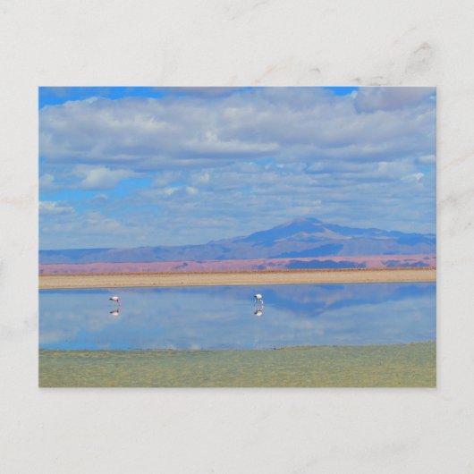 アタカマ砂漠フラミンゴチリ葉書 ポストカード (正面)