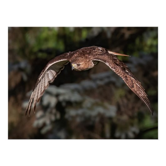 アタックモード赤尾ホーク ポスター (正面)