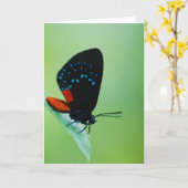 アタラ カード (黄色い花)