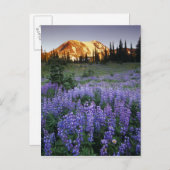 アダムス山の夕日と亜高山草原 ポストカード (正面/裏面)