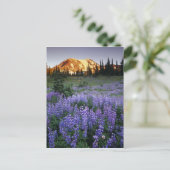 アダムス山の夕日と亜高山草原 ポストカード (スタンド正面)