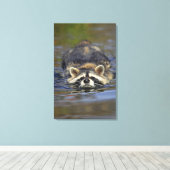 アダルトアライグマ， Procyon lotorOrder : キャンバスプリント (インサイチュ (ウッドフロア))