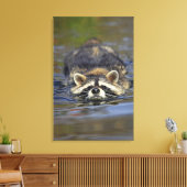 アダルトアライグマ， Procyon lotorOrder : キャンバスプリント (インサイチュ (リビング))