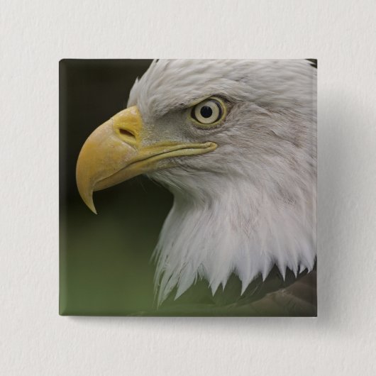 アダルトバルドイーグルポートレートハリアエータス 缶バッジ (正面)