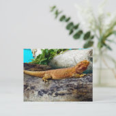 アダルトヒゲ竜トカゲ ポストカード (スタンド正面)