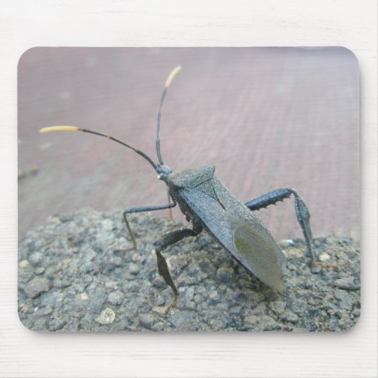 アダルトブラックアシンバグ(Reduviid)アイテム マウスパッド (正面)