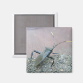 アダルトブラックアシンバグ(Reduviid)アイテム マグネット (正面/裏面)