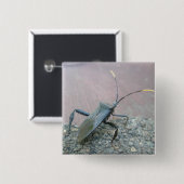 アダルトブラックアシンバグ(Reduviid)アイテム 缶バッジ (正面&裏面)