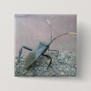 アダルトブラックアシンバグ(Reduviid)アイテム 缶バッジ