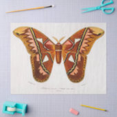 アチコガ 薄葉紙 (クラフト)