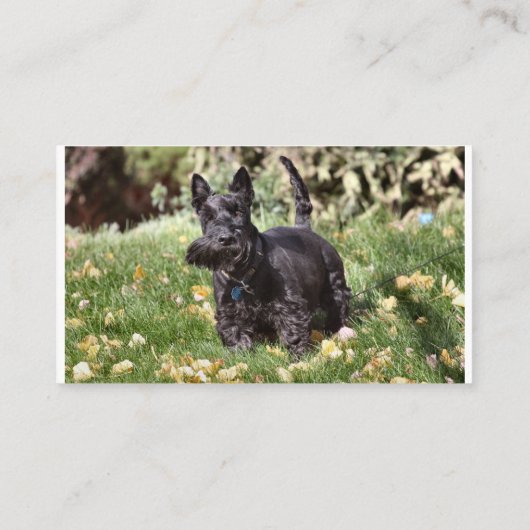 アチ 名刺 (裏面)