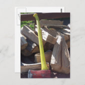 アックス ポストカード (正面/裏面)