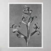 アックレピアス・シリア(Asclepias Syriaca)は18tiを拡大した ポスター (正面)