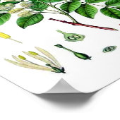 アッシュツリーヴィンテージ植物学イラストレーション ポスター (角)