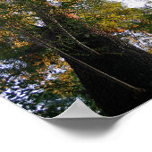 アッシュ威厳のあるツリーサンライト写真 ポスター (角)