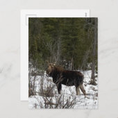 アッパー半島ムース野生動物のブラウジング シーズンポストカード (正面/裏面)