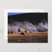 アッパー・ガイザー盆地でのバイソンの放牧 ポストカード (正面/裏面)