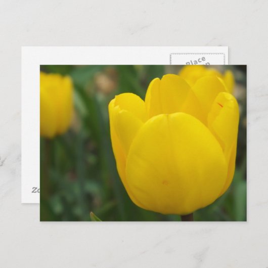 アップとパーソナル ポストカード (正面/裏面)