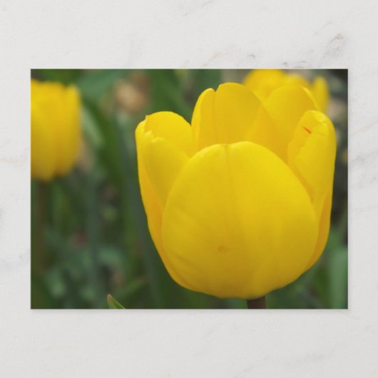 アップとパーソナル ポストカード (正面)