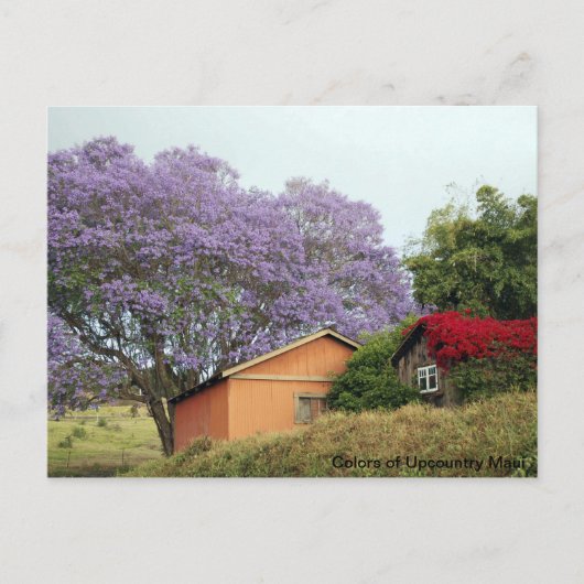 アップカントリーマウイの色 ポストカード (正面)