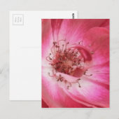 アップクローズヴィンテージピンクローズ ポストカード (正面/裏面)