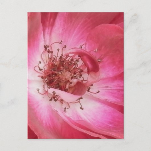 アップクローズヴィンテージピンクローズ ポストカード (正面)