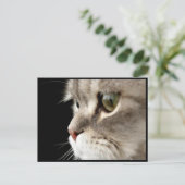 アップクローズ子猫のポストカード ポストカード (スタンド正面)