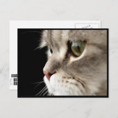 アップクローズ子猫のポストカード ポストカード (正面/裏面)