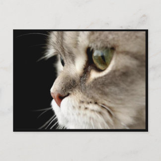 アップクローズ子猫のポストカード ポストカード