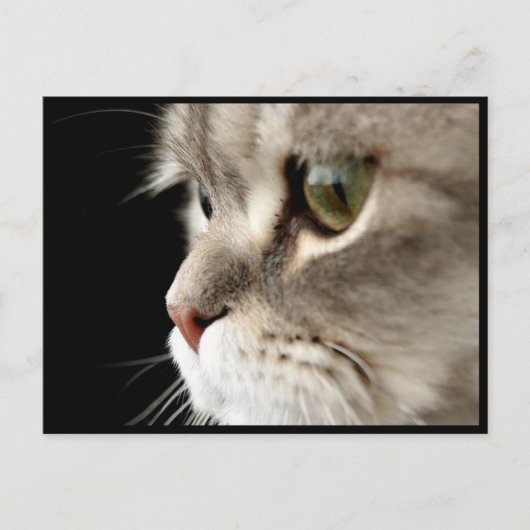 アップクローズ子猫のポストカード ポストカード (正面)