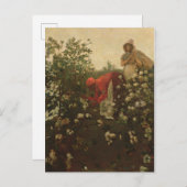 アップランド綿 ポストカード (正面/裏面)