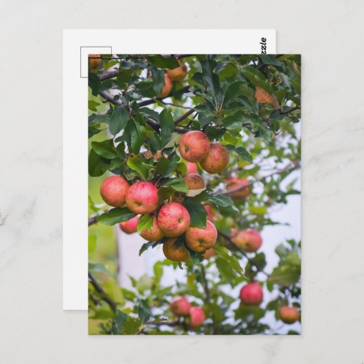 アップルソースレシピ ポストカード (正面/裏面)