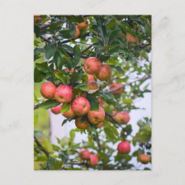 アップルソースレシピ ポストカード
