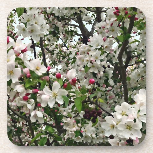 アップルツリーイン開花 コースター (正面)