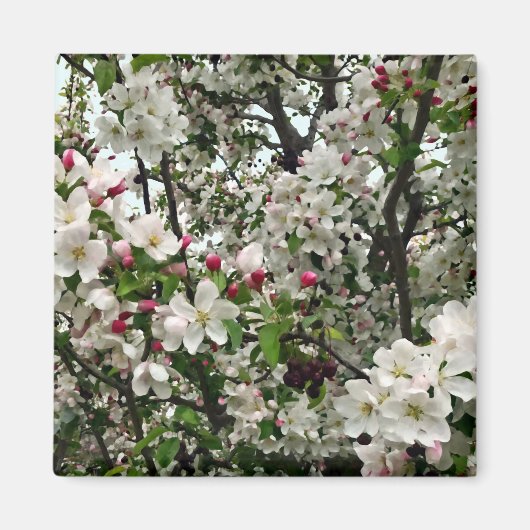 アップルツリーイン開花 マグネット (正面)