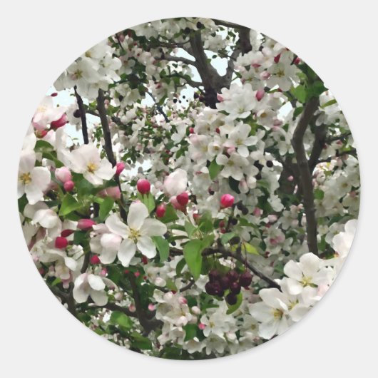 アップルツリーイン開花 ラウンドシール (正面)