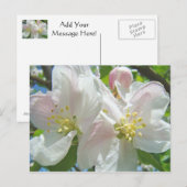 アップルツリーブロッサムフラワーポストカード春フローラ ポストカード (正面/裏面)