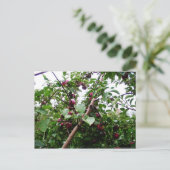 アップルツリー ポストカード (スタンド正面)