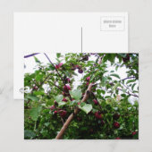 アップルツリー ポストカード (正面/裏面)