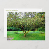 アップルツリー ポストカード (正面/裏面)