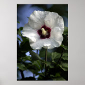 アップル開花 ポスター (正面)