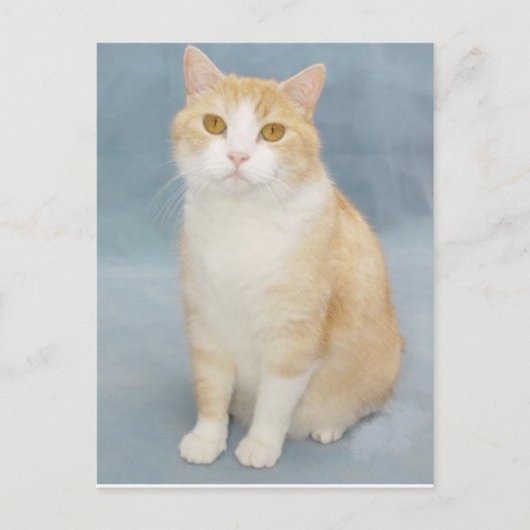 アップ与え ポストカード (正面)