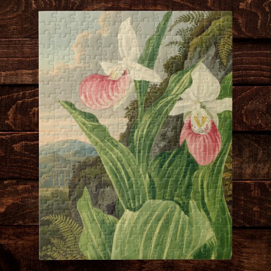 アツモリソウのビンテージ フラワー オーキッド 植物画 ジグソーパズル